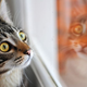 Illustration for article titled Cat Looking Out Window, Bird Form Unbelievably Intense Fifth-Of-A-Second Bond